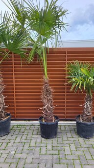 Trachycarpus Fortunei - 5