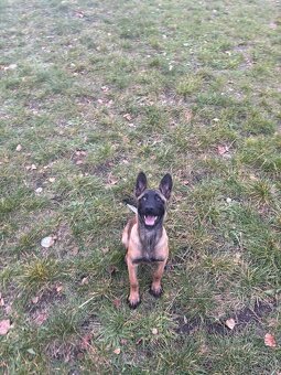 Belgicki ovčak malinois - 5