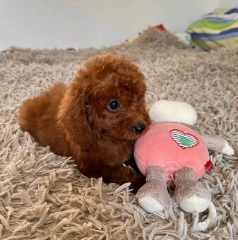 Dark Red Poodle girls pudel pudlik pudl - 5