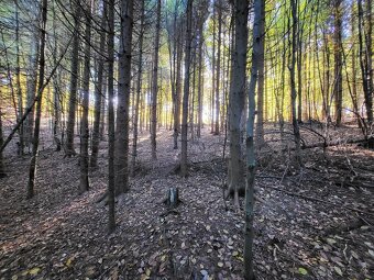 Vymením 3,8 ha lesného pozemku za ornú pôdu - 5
