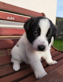 Šteniatka border kólia - 5