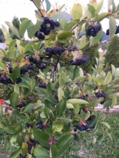 Predám ARÓNIA 100% BIO - 5