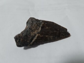 4,7 miliónov rokov skamenelý zub žraloka Megalodona a mušle - 5