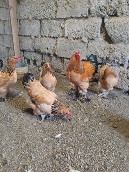 Násadové vajcia - 5