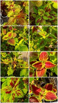 Koleus coleus africká okrasná žihľava - 5