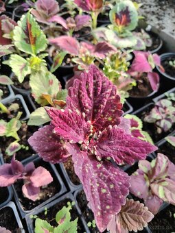 Coleus - 5