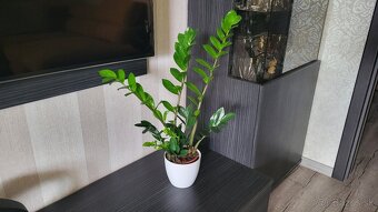 Zamiokulkas (Zamioculcas zamiifolia) - 5