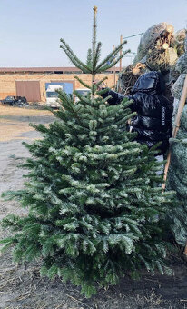 Kaukazská jedľa 1,70-2,00 smrek vianočné stromčeky - 5