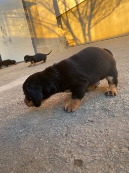 Jazvečík krátkosrstý - 5