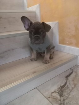 Predam Buldočeka - 5