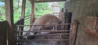 Predám prasatá - 5