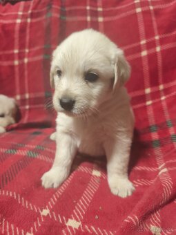 Šteniatka slovenský čuvač - 5