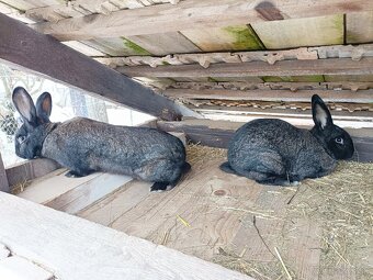 Predám králiky - 5