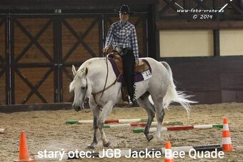 Pripuštanie American quarter horse - 5