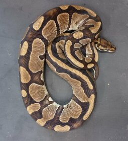 Python regius - 5