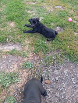 Cane corso z labradorom - 5