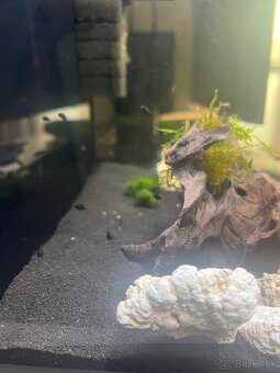 Pseudotropheus Mpanga - 5
