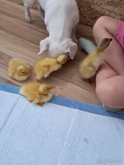 Indicky bezec - 5