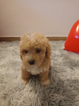 Toy Maltipoo - 5