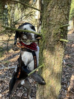 Louisianský leopardí pes Catahoula s PP - 5