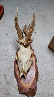 Trofeje - srnec, parožie - 5