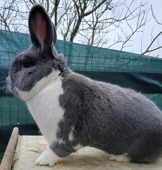 Meklenburský strakáč - 5