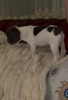 Francúzsky buldoček - 5