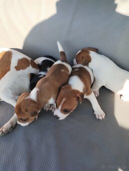 Jack russel terier - 5