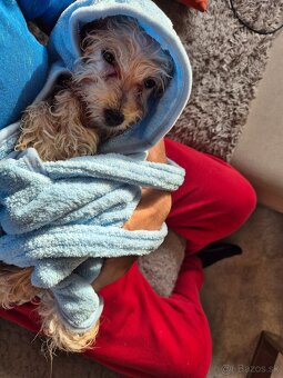 Predám Maltipoo - 5