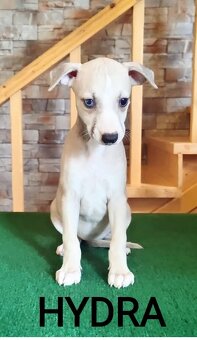Whippet s PP - 5