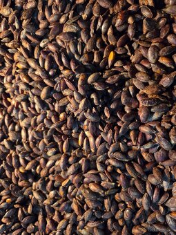 Tekvicové jadierka bezšupkové - 5