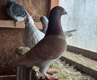 Poštové holuby štandard - 5