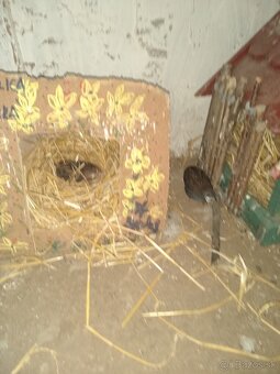 Predám prepelice činske - 5