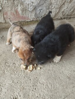 Šteniatka Border Kólia - 5