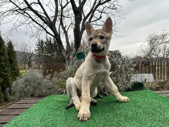 Fenka československý vlčiak s PP - 5