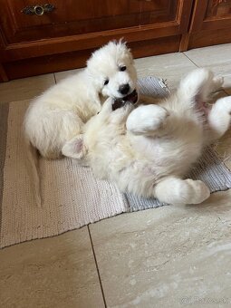 Slovenský čuvač s PP - 5