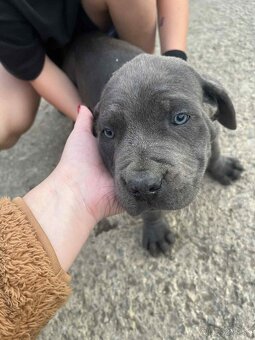 Cane Corso - 5