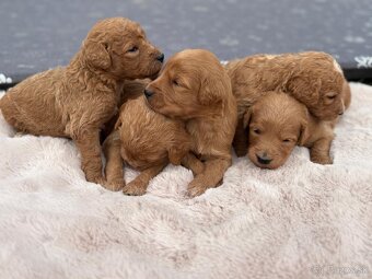 Goldendoodle - 5