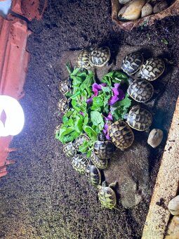 Suchozemska korytnacka - 5