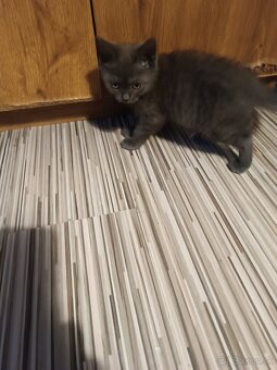 Britske maciatka - 5