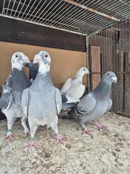 Predám holuby - 5