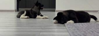 Šteniatka Americká Akita - 5
