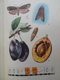 Atlas chorob a škůdců ovocných plodin, révy vinné a zeleniny - 5