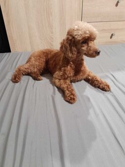 Toy pudel, pudlík, 100% toy - 5
