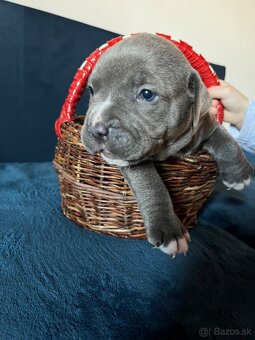American Bully - 5