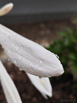 Honor 400 pro 512 gb sivy predám vymením - 5