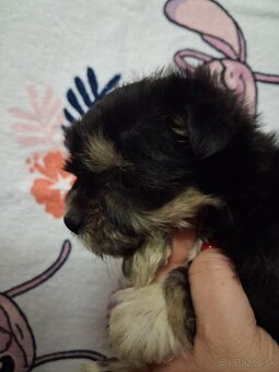 Yorkshirsky terier biewer - 5