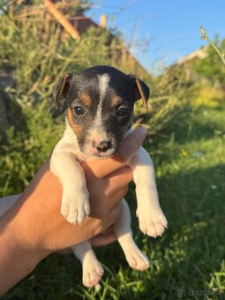 Jack Russel Terrier - 5