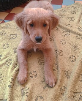 Zlatý retriever - 5