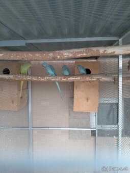 Alexander malý modrý .Samček aj Samička. - 5